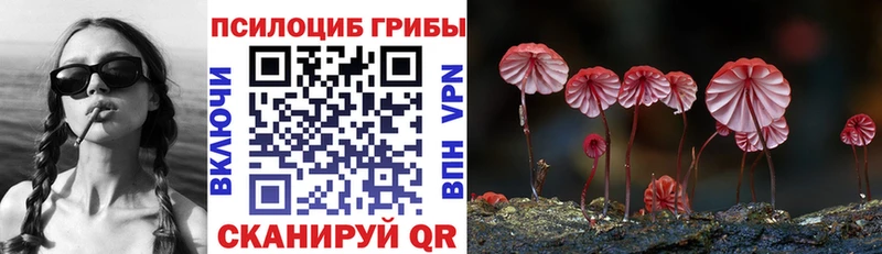 Галлюциногенные грибы Psilocybe  Калач 
